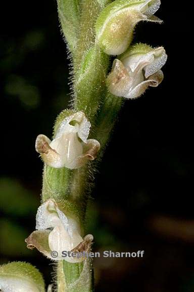 goodyera oblongifolia 3 graphic